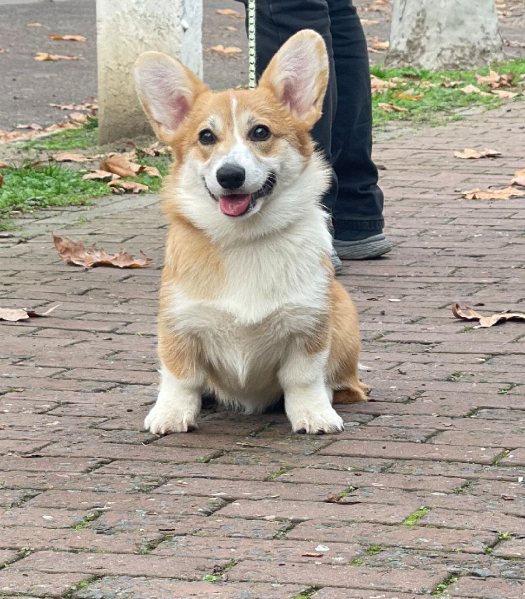 Вельш-коргі