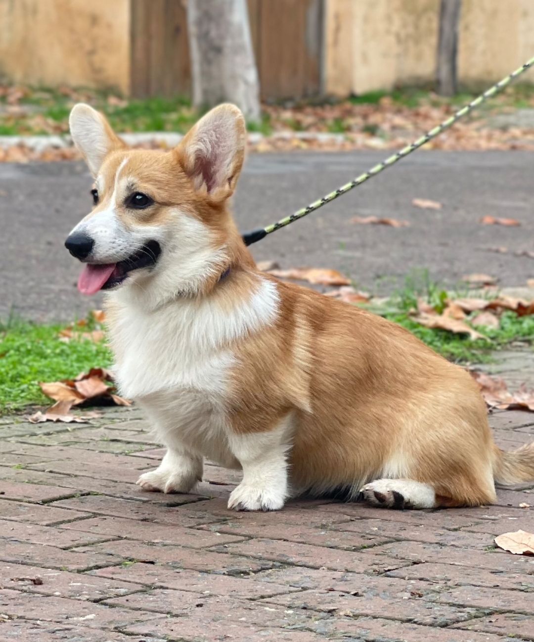 Вельш-коргі