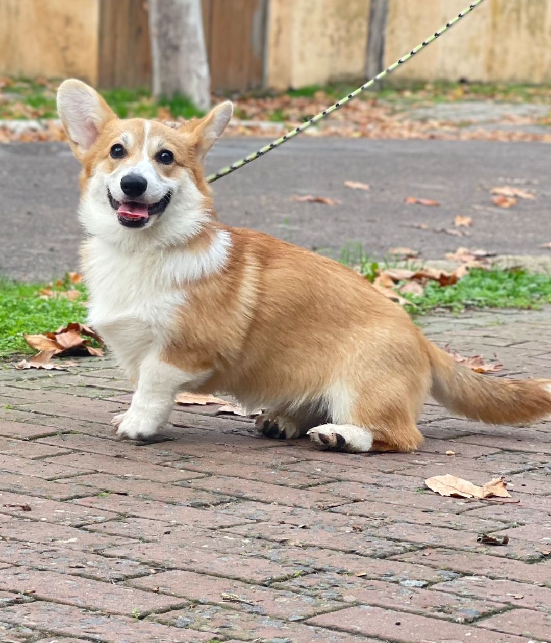 Вельш-коргі