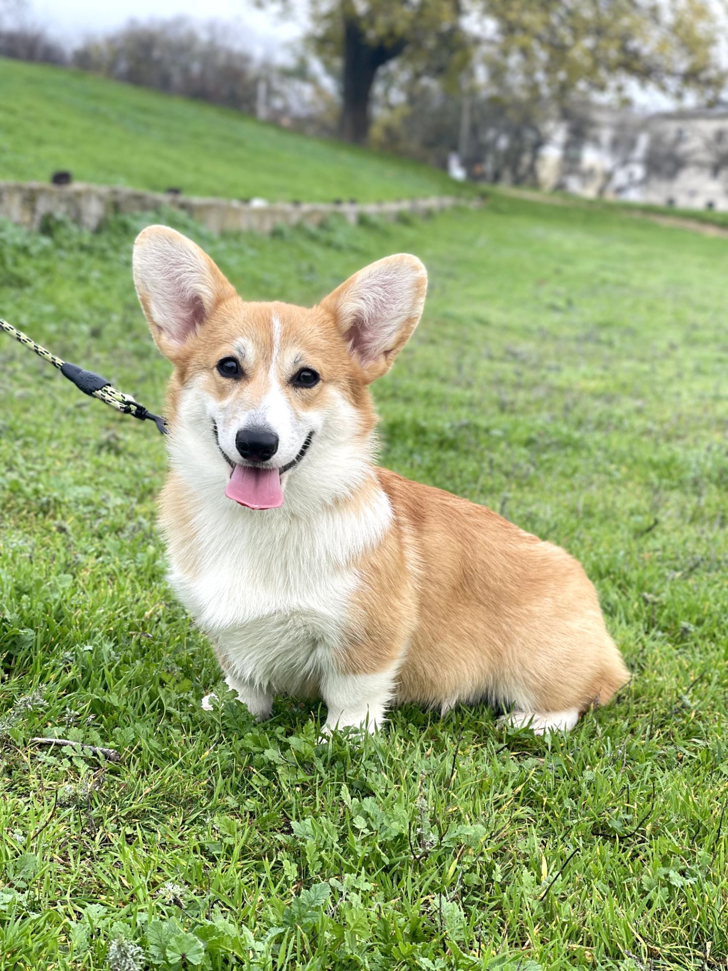 Вельш-коргі