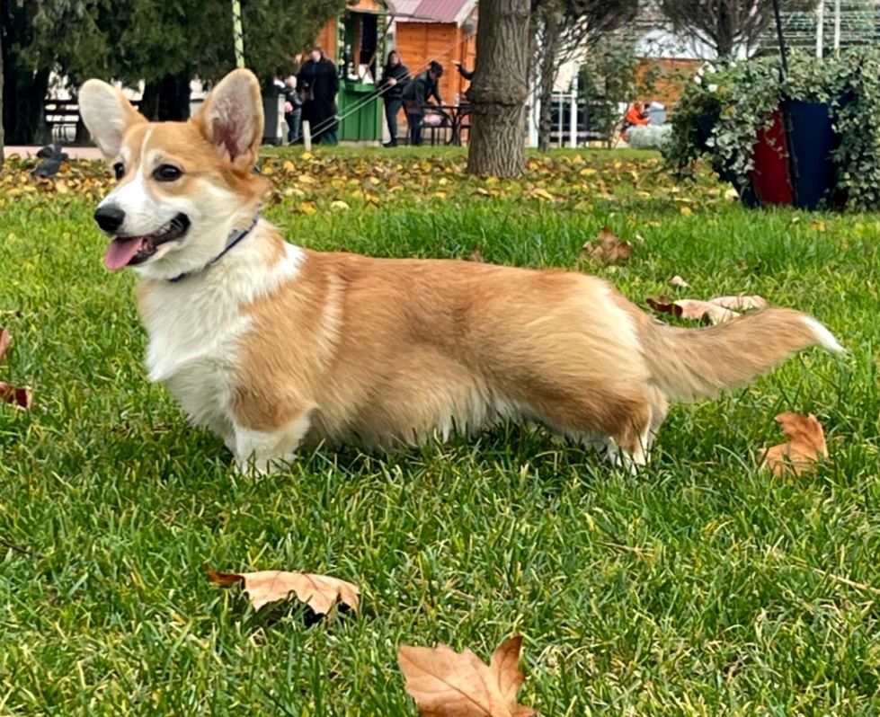 Вельш-коргі