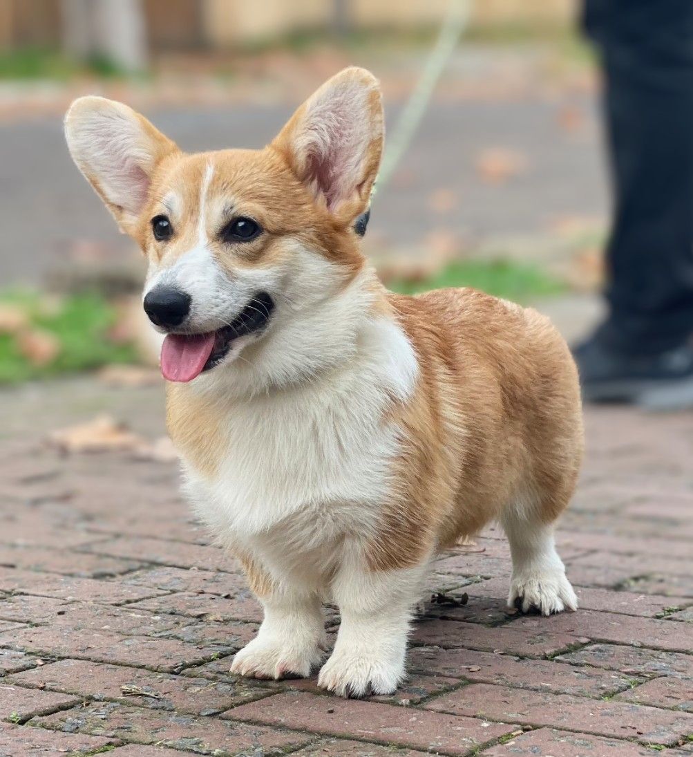 Вельш-коргі