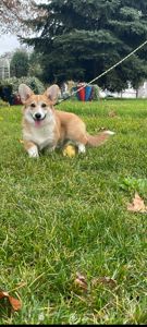 Вельш-коргі