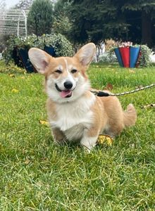 Вельш-коргі