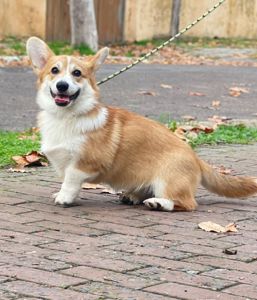 Вельш-коргі