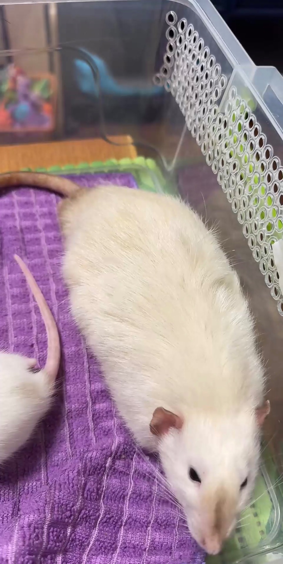 Сиамская крыска мальчик