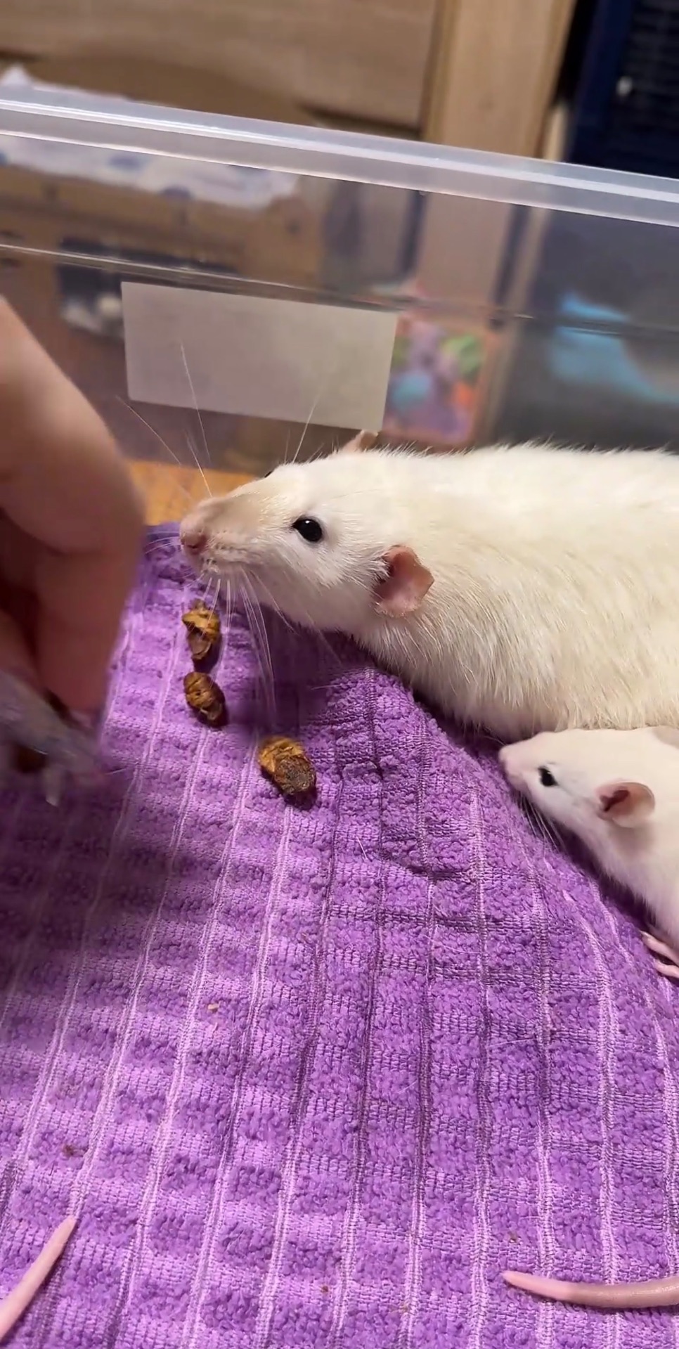 Сиамская крыска мальчик