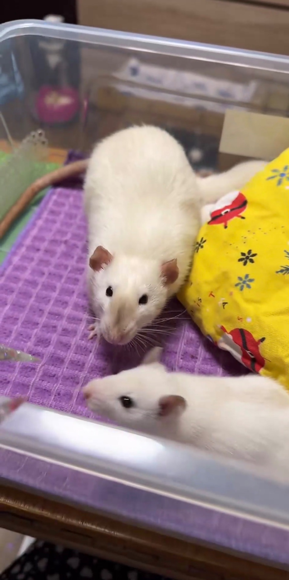 Сиамская крыска мальчик