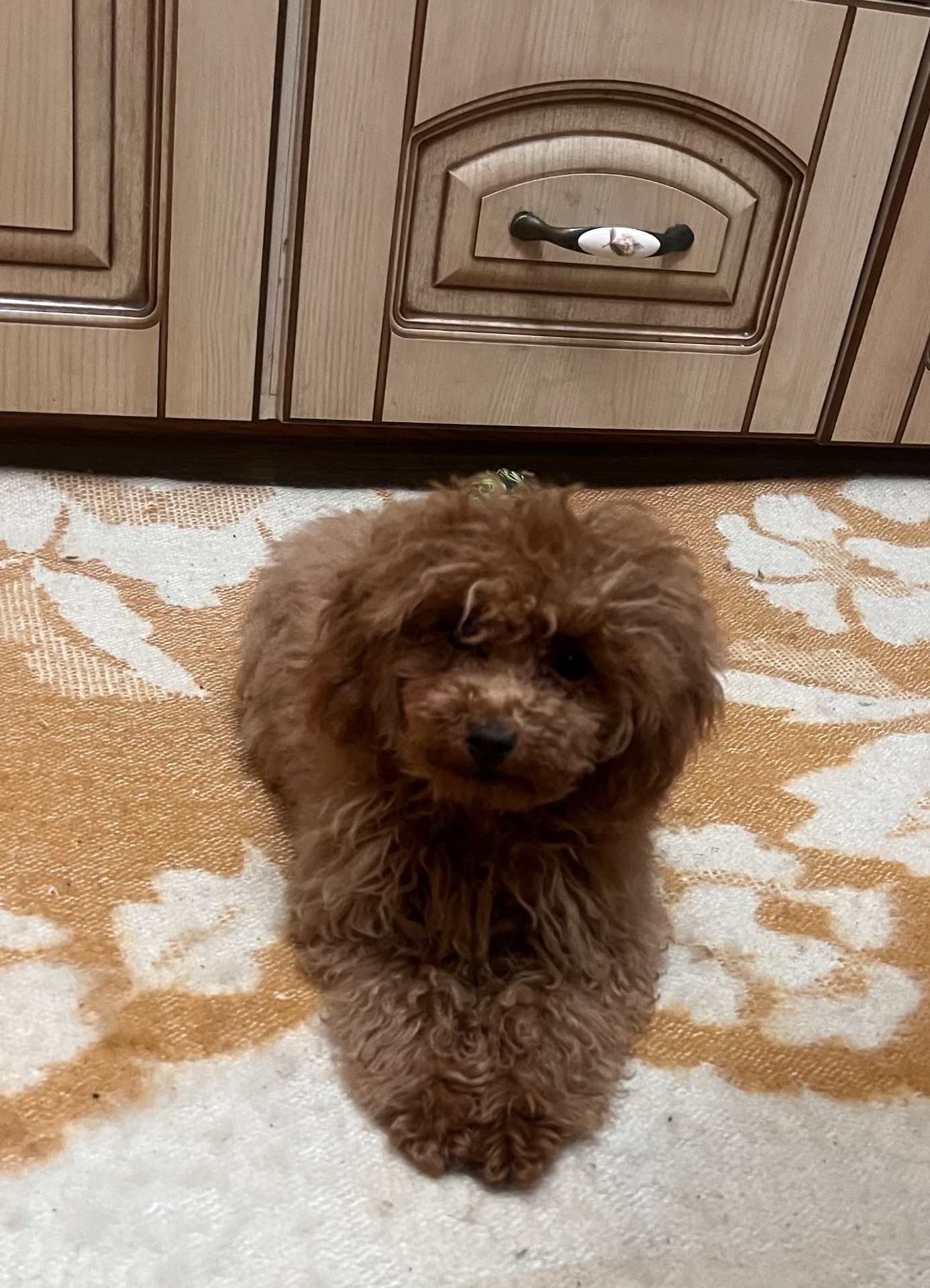 Цуценя той пуделя