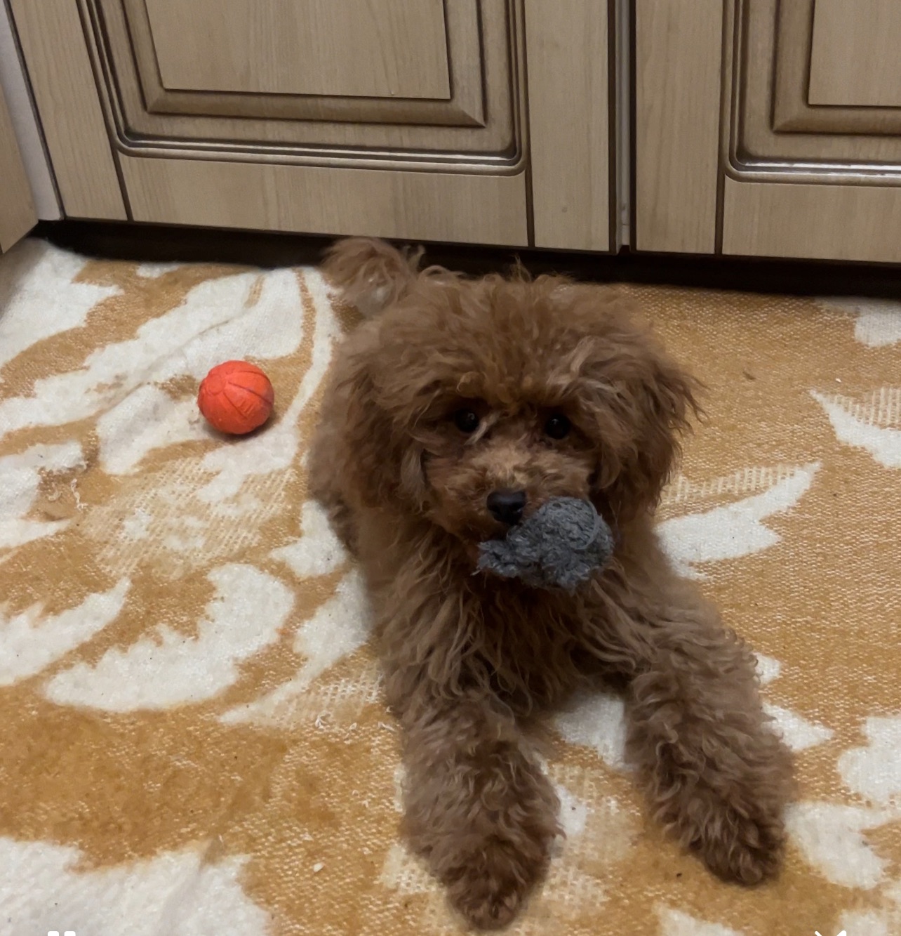 Цуценя той пуделя