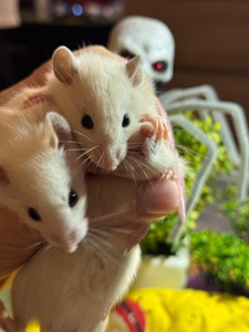 Сиамская крыска мальчик