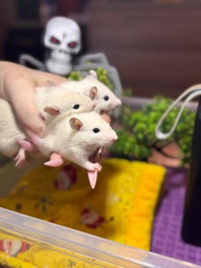 Сиамская крыска мальчик