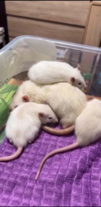 Сиамская крыска мальчик