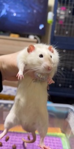 Сиамская крыска мальчик