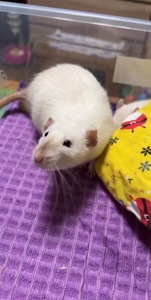 Сиамская крыска мальчик