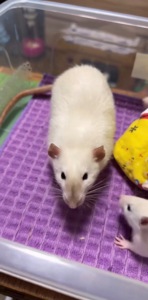 Сиамская крыска мальчик