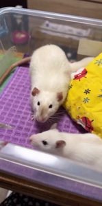 Сиамская крыска мальчик