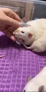 Сиамская крыска мальчик