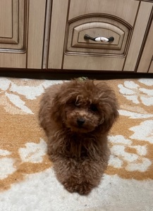 Цуценя той пуделя