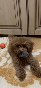 Цуценя той пуделя