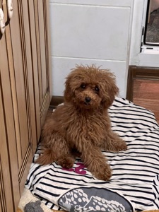 Цуценя той пуделя