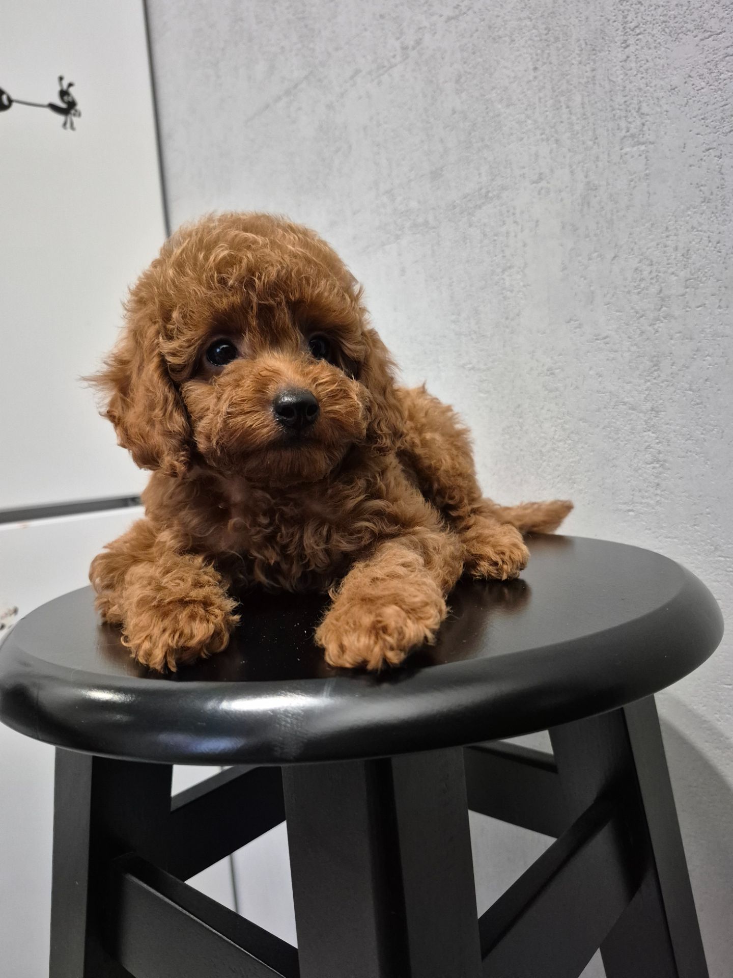 Цуценята той пуделя