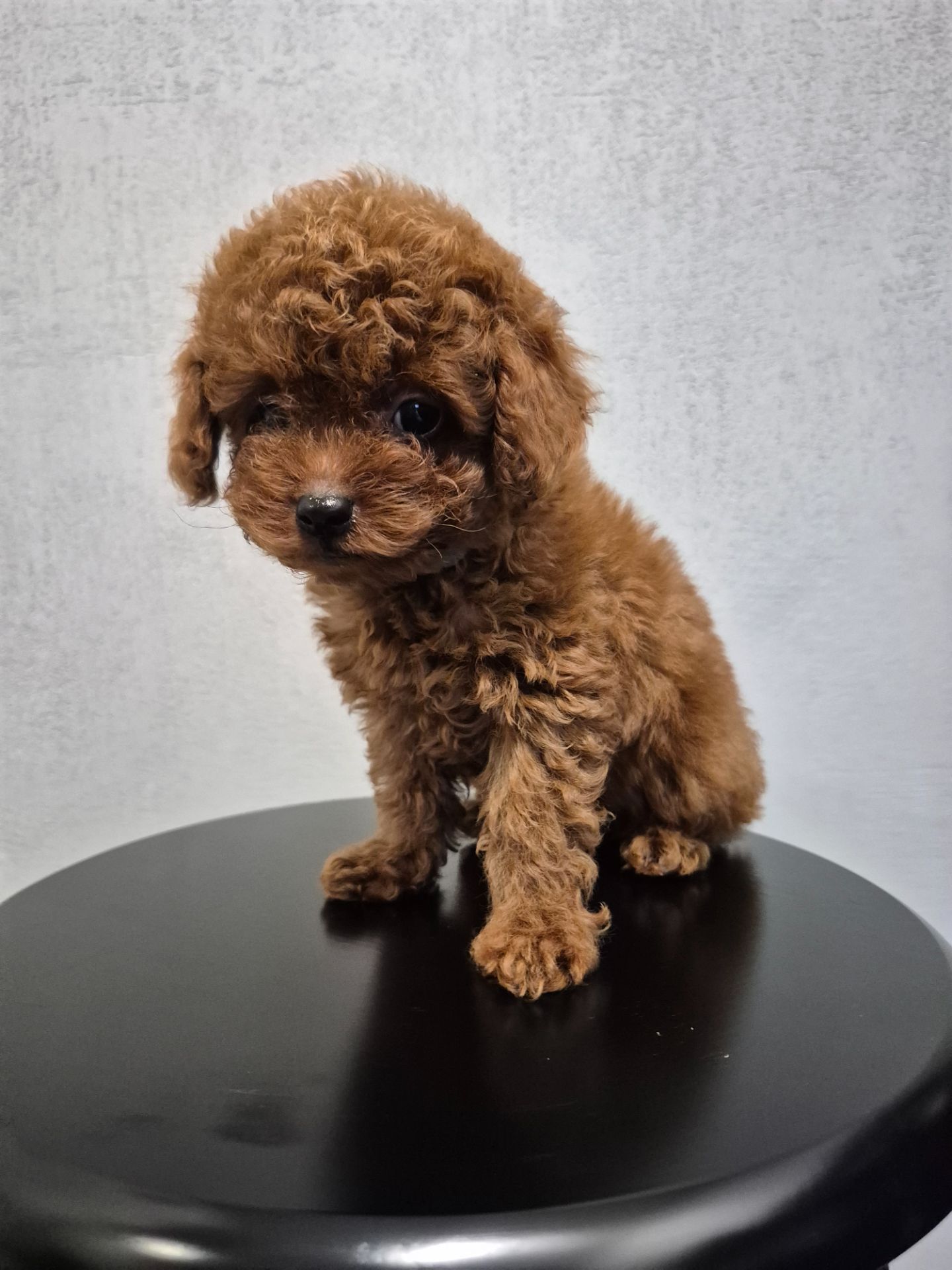 Цуценята той пуделя