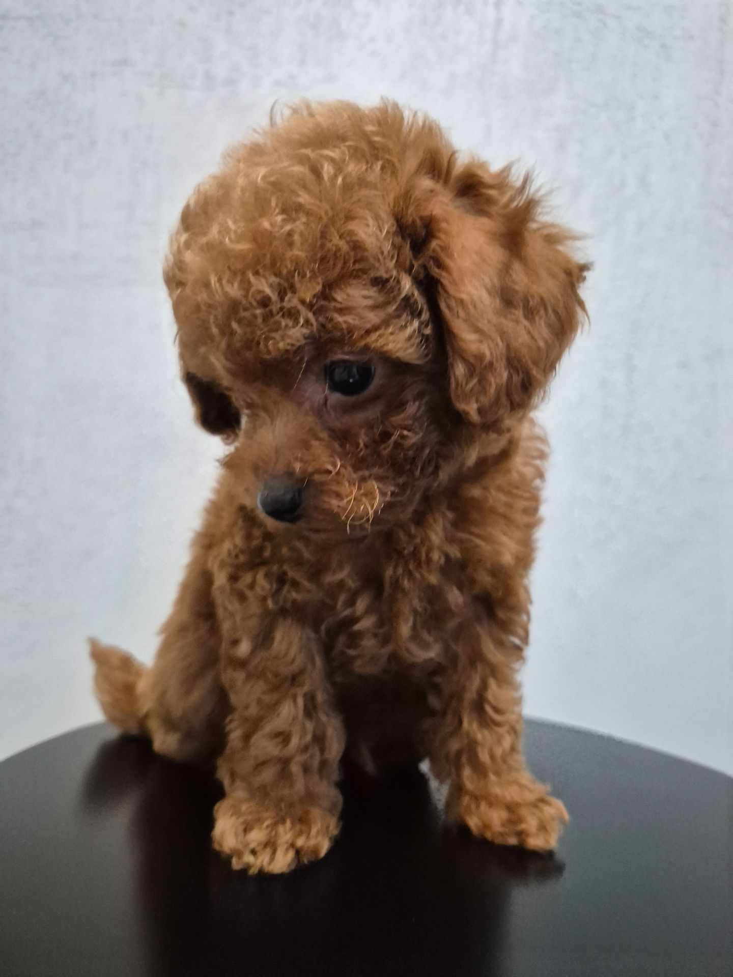 Цуценята той пуделя