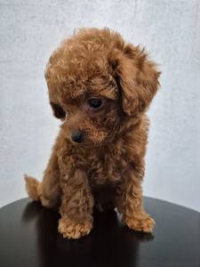 Цуценята той пуделя