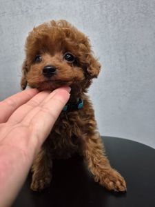 Цуценята той пуделя