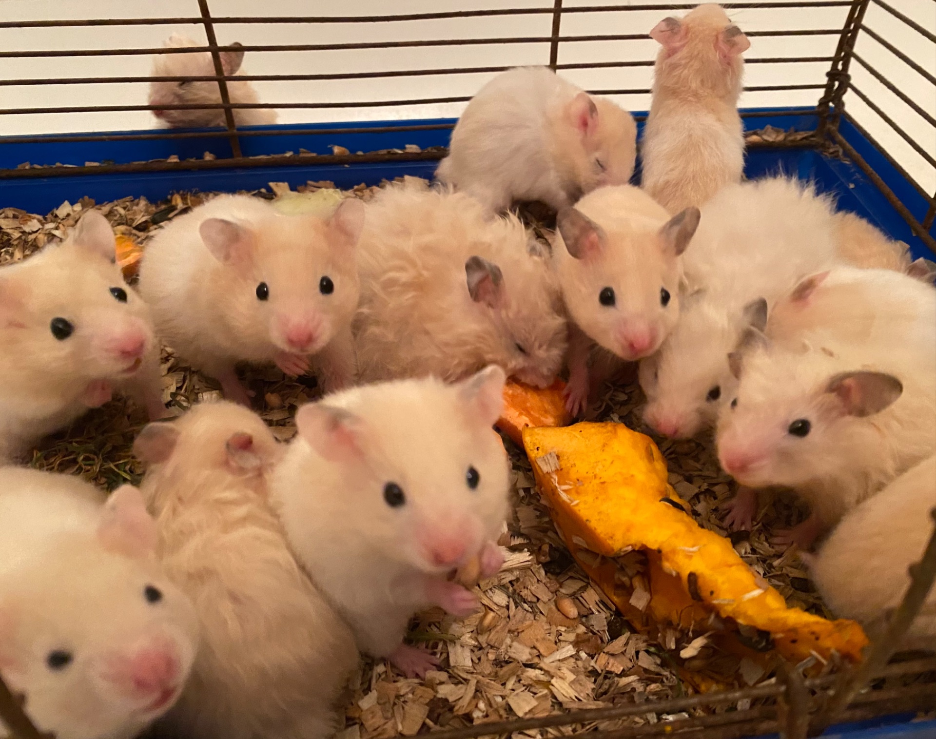 Сирійські хомʼячки