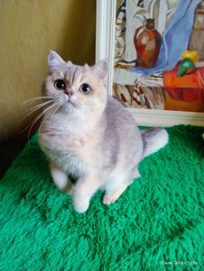 Британський котик блакитне золото