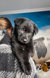 Цуценя німецькоі вівчарки чорного окрасу