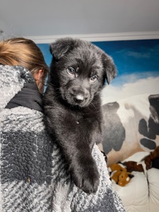 Цуценя німецькоі вівчарки чорного окрасу