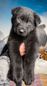 Цуценя німецькоі вівчарки чорного окрасу