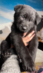 Цуценя німецькоі вівчарки чорного окрасу