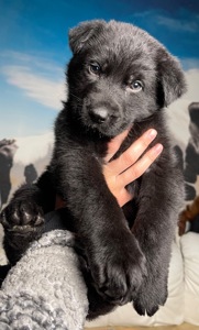 Цуценя німецькоі вівчарки чорного окрасу