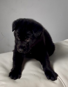 Цуценя німецькоі вівчарки чорного окрасу