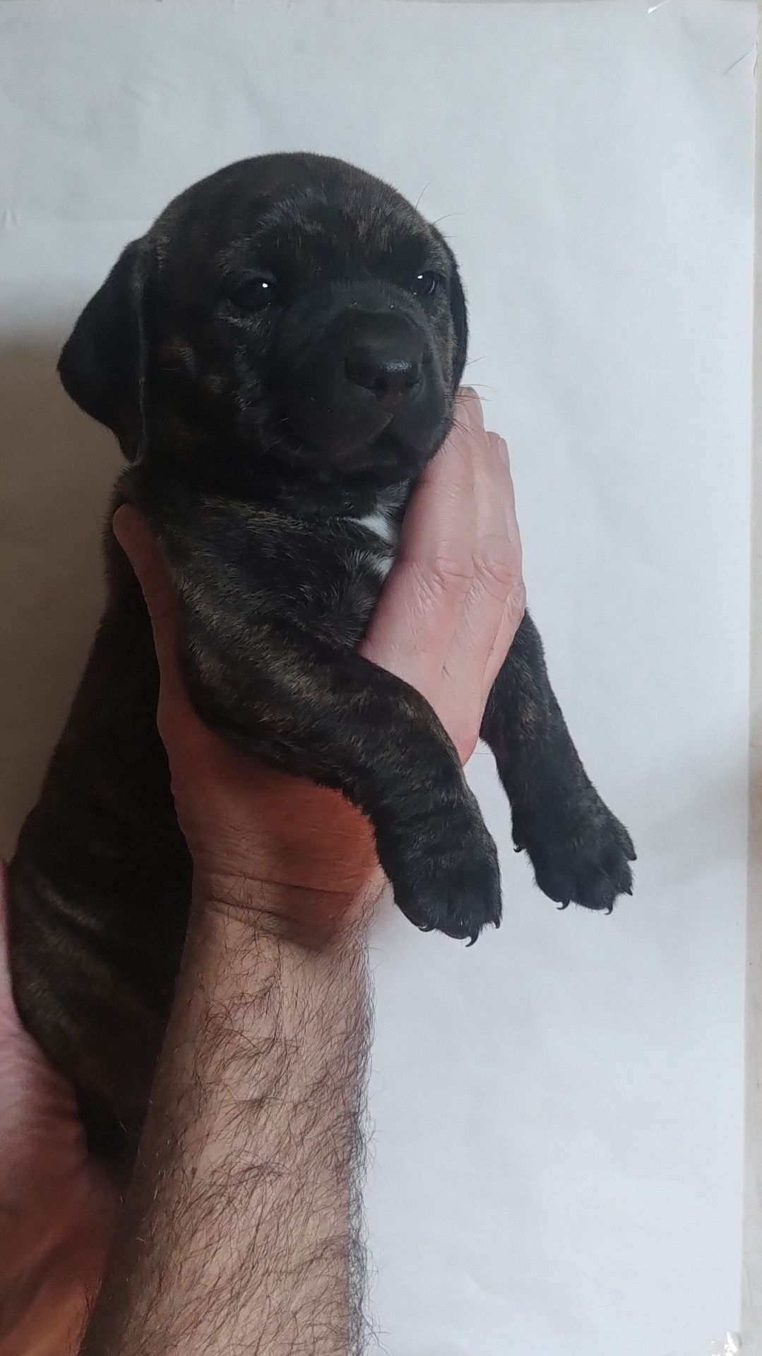 Щенки метисы Кане Корсо