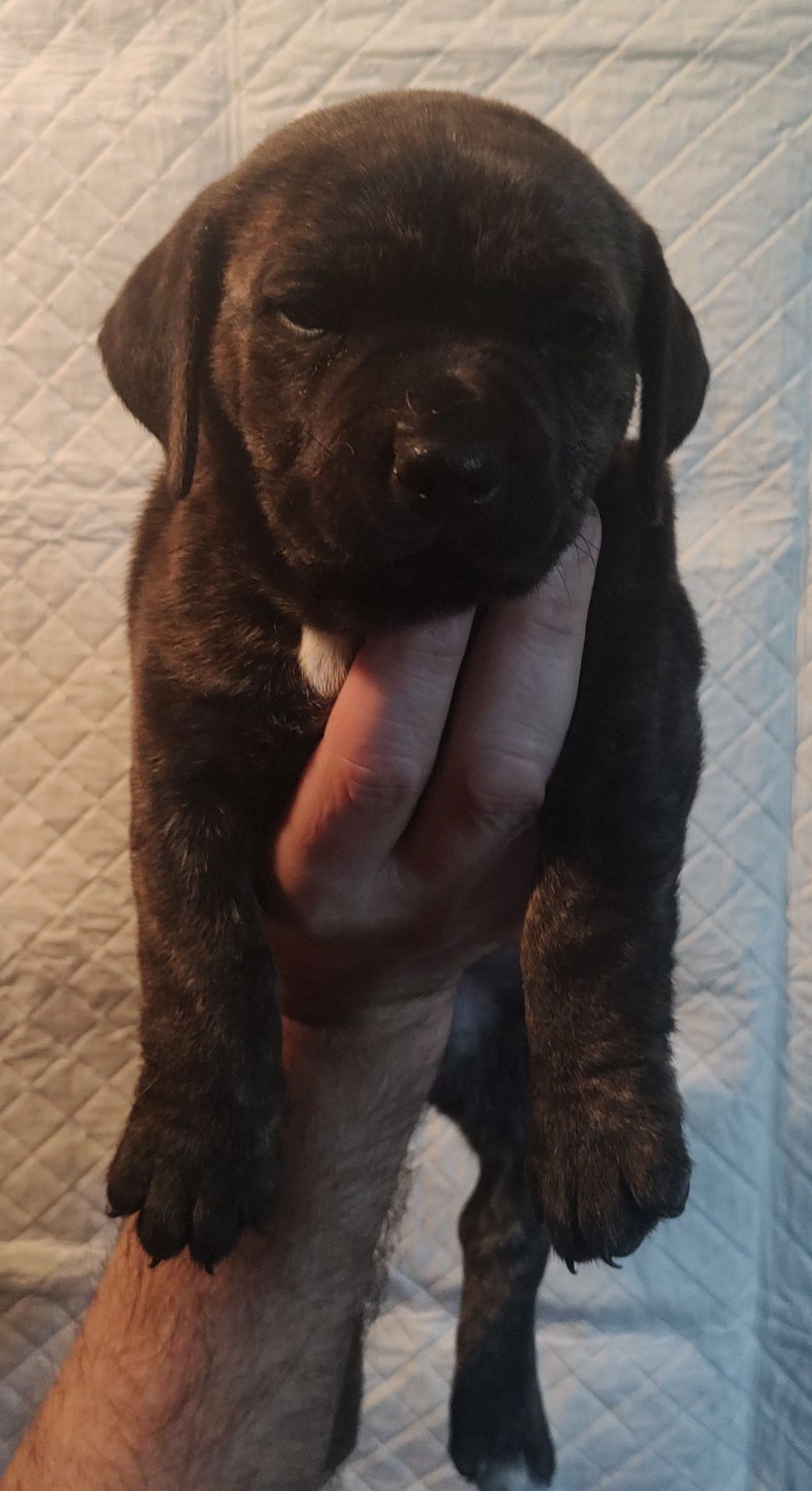 Щенки метисы Кане Корсо