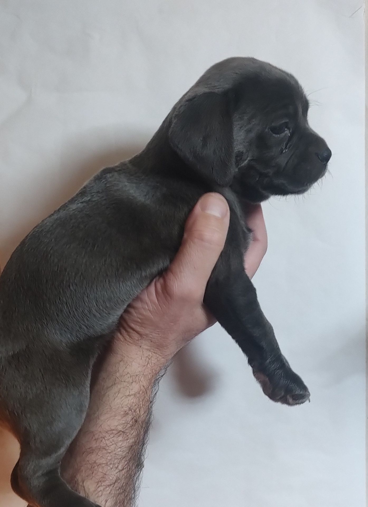 Щенки метисы Кане Корсо