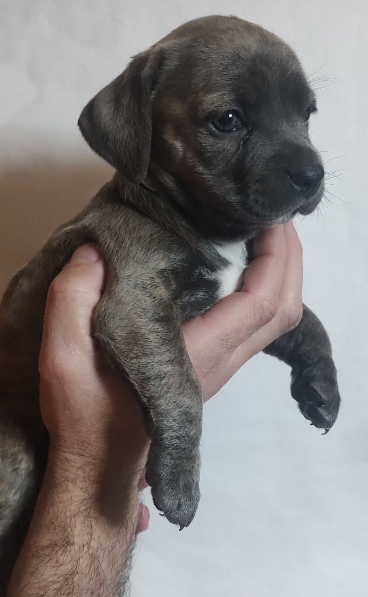 Щенки метисы Кане Корсо