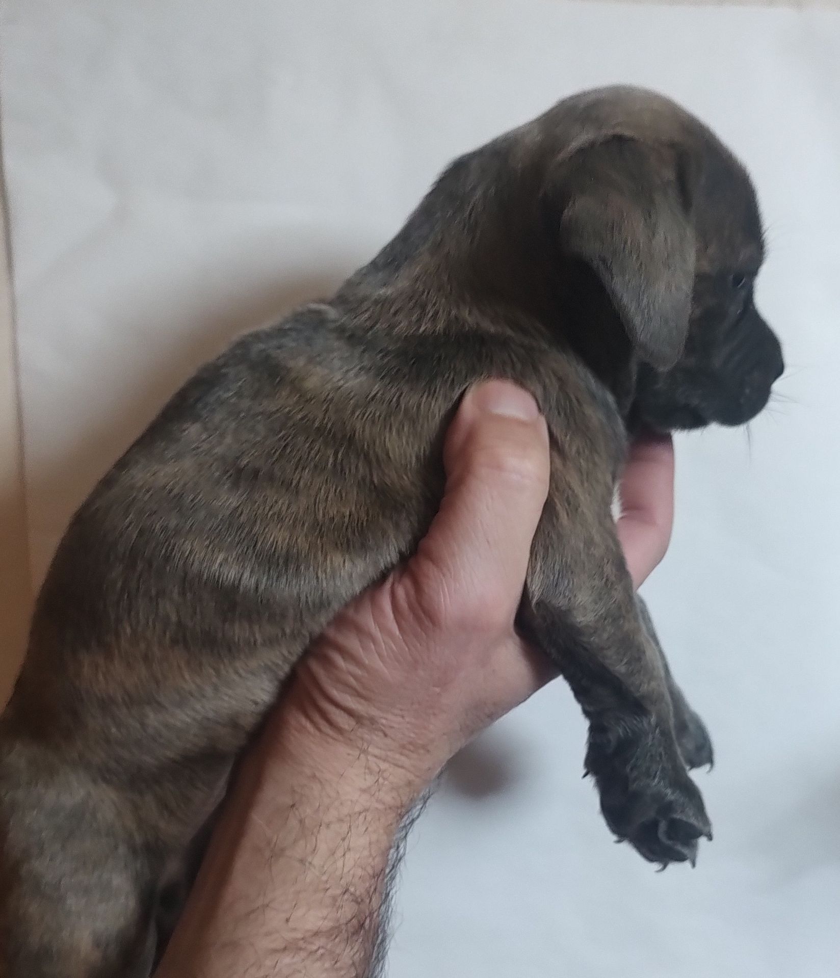 Щенки метисы Кане Корсо