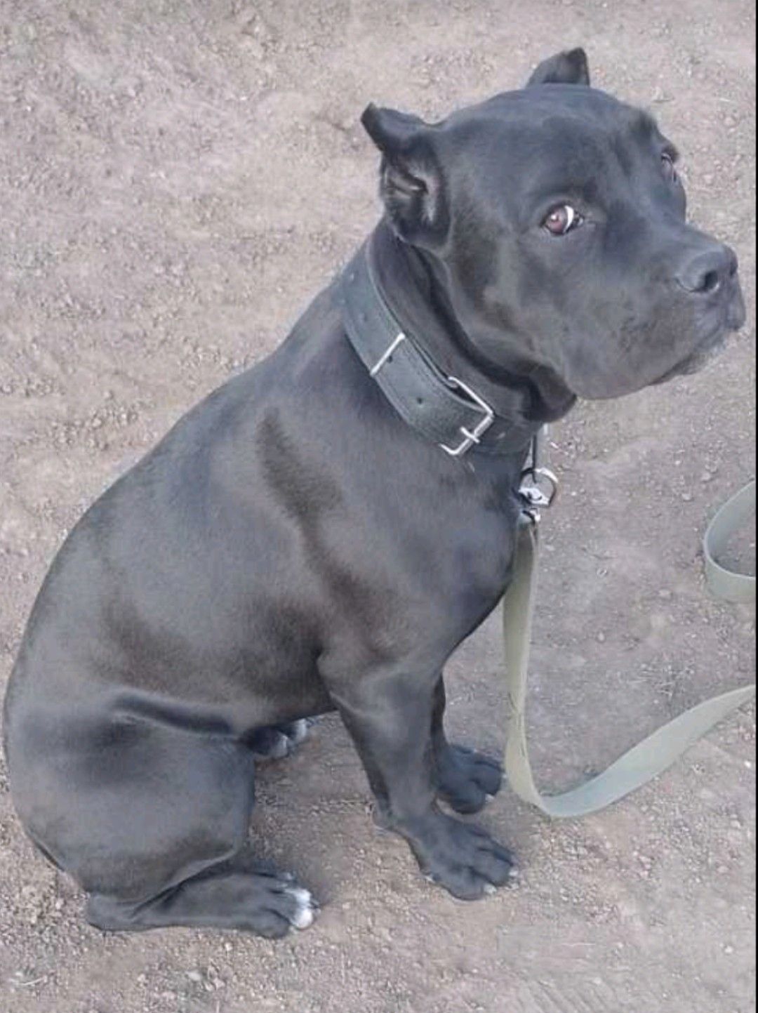 Щенки метисы Кане Корсо