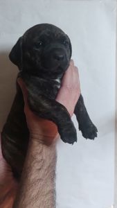 Щенки метисы Кане Корсо