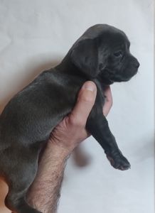 Щенки метисы Кане Корсо