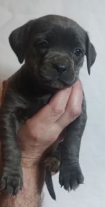 Щенки метисы Кане Корсо