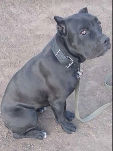 Щенки метисы Кане Корсо