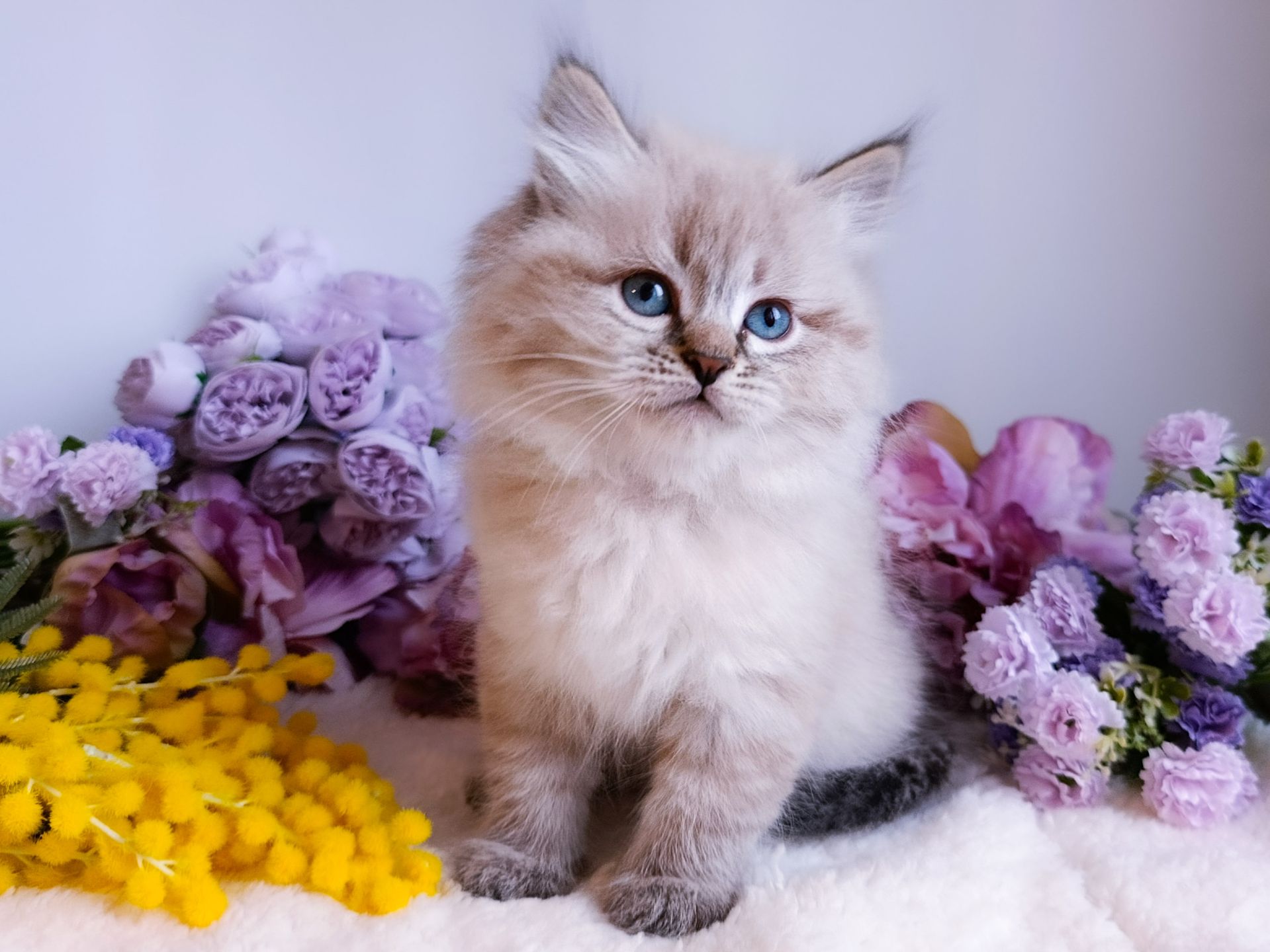 Блакитноокий клубний невський маскарадний хлопчик Benedict