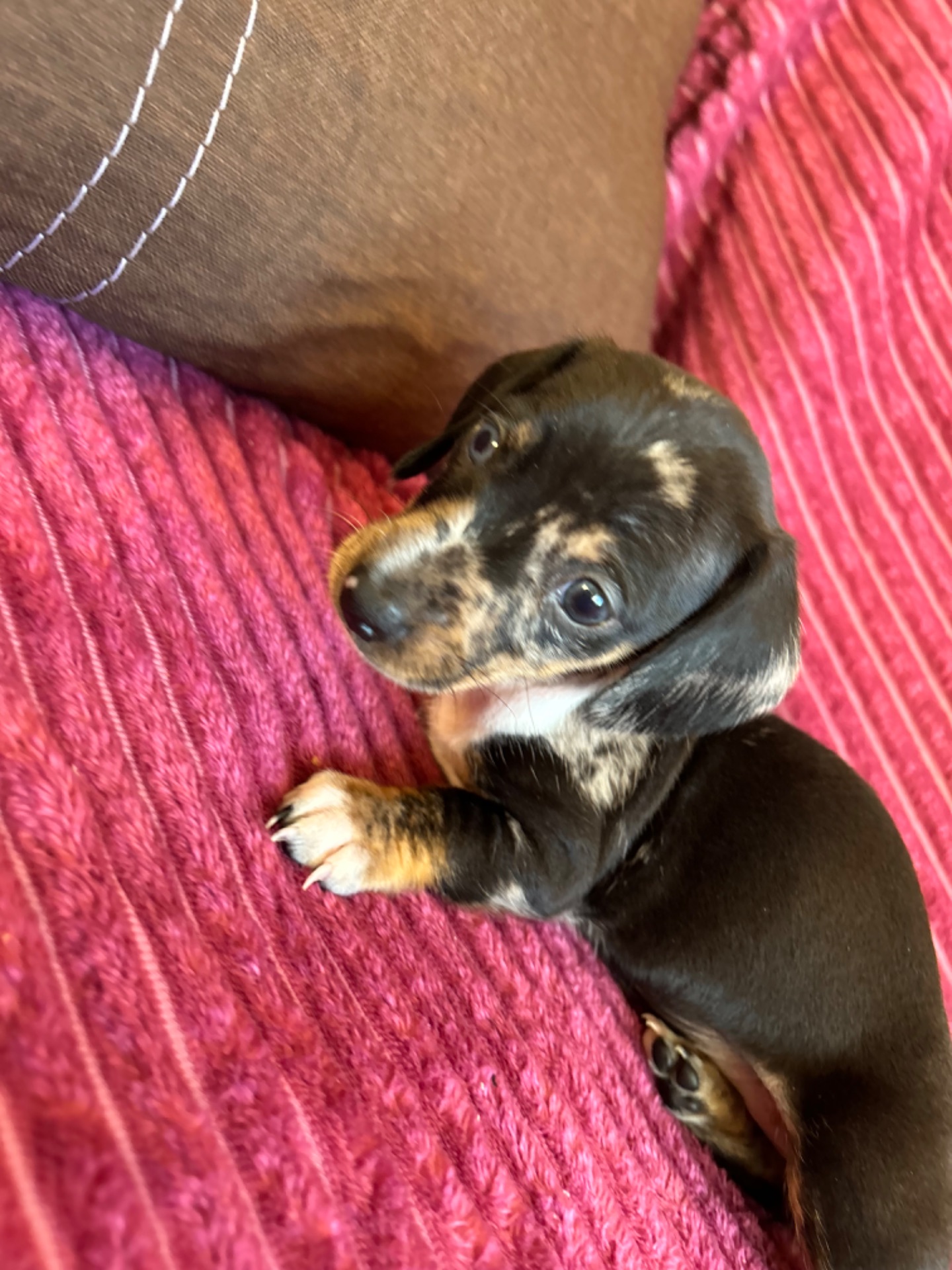 Цуцента такси мрамор